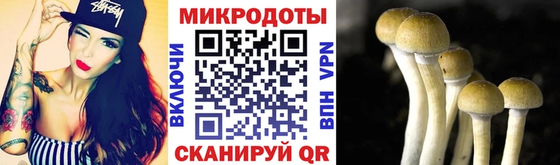 Купить Светогорск Псилоцибиновые грибы мицелий